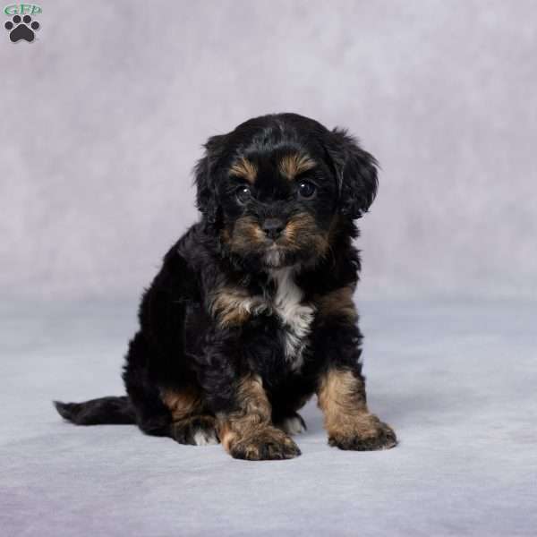 Brynn, Cavapoo Puppy